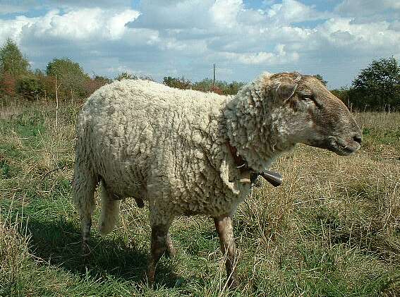 mouton-81.jpg