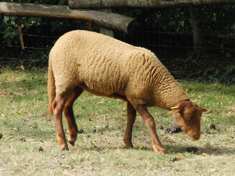 mouton-85.jpg