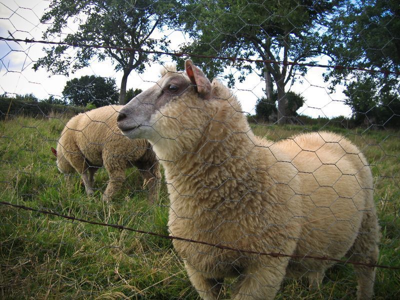 mouton-90.jpg