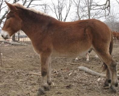 mule_mulasse_hybride_ane_jument_cheval_anesse.jpg