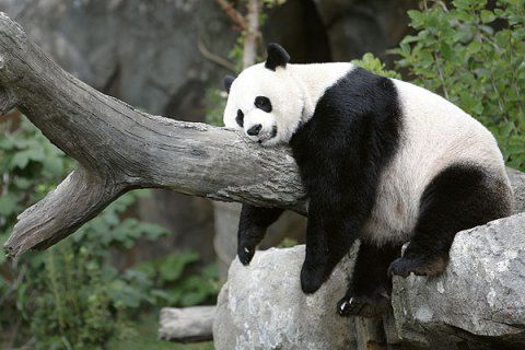 nf_panda_0918.jpg