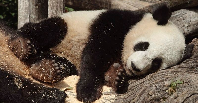 o-filhote-de-panda-fu-hu-descansa-no-dia-em-que-completa-dois-anos-no-zoologico-de-vienna-na-austria-nesta-quinta-feira-23-1345724782544_956x500.jpg