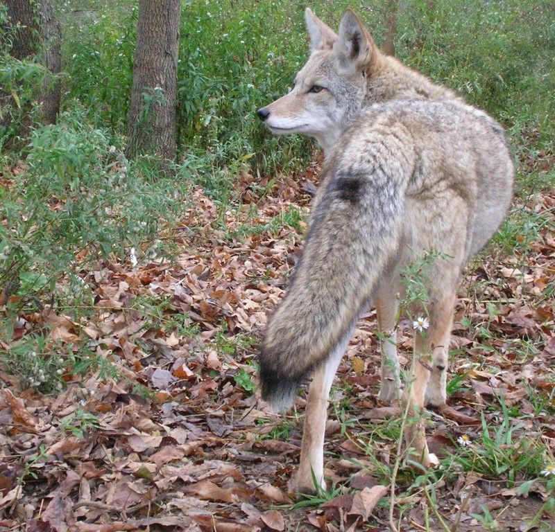 oct-18-2011-wolf-park-coyotes-021-2.jpg