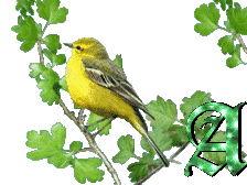 oiseau33223-1.gif