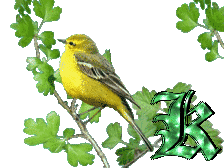 oiseau33223-11.gif