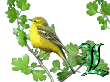 oiseau33223-12.gif