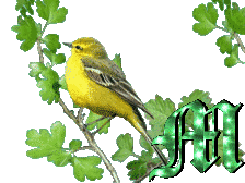 oiseau33223-13.gif