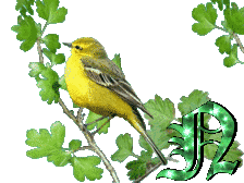oiseau33223-14.gif
