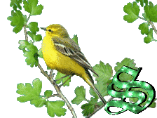 oiseau33223-19.gif