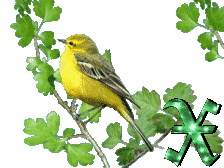 oiseau33223-24.gif