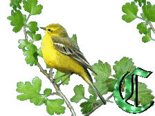 oiseau33223-3.gif