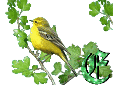 oiseau33223-5.gif