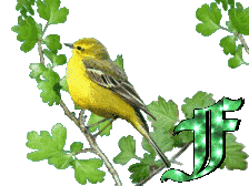 oiseau33223-6.gif