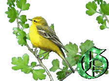oiseau33223-7.gif