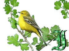 oiseau33223-9.gif