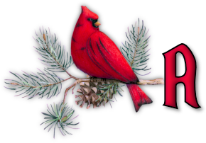 oiseau65655-1.png
