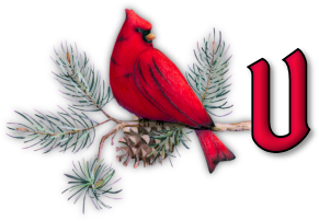 oiseau65655-21.png