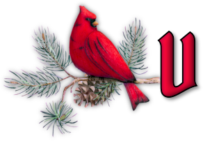 oiseau65655-22.png