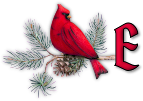 oiseau65655-5.png