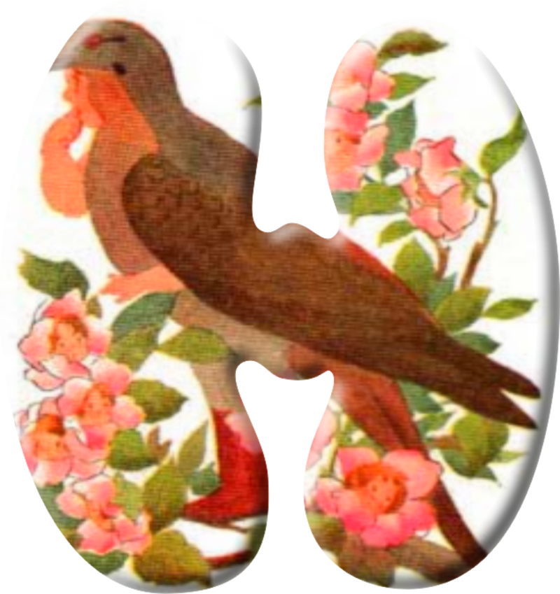 oiseau66488-8.png