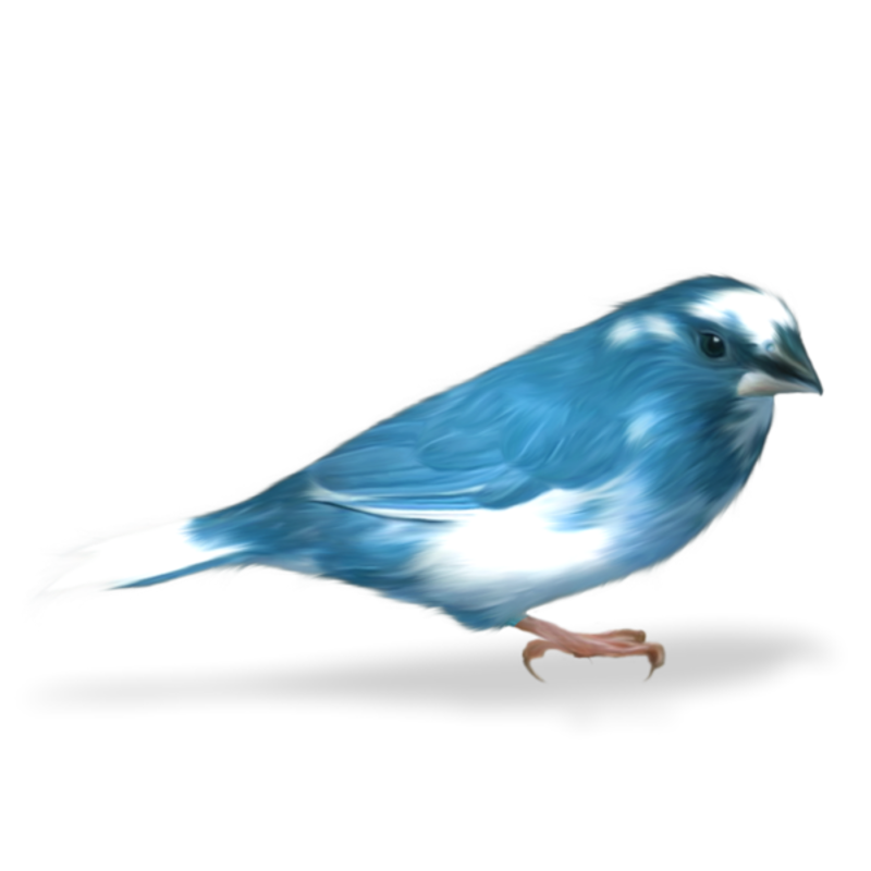 oiseaux-113.png