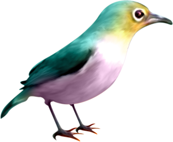 oiseaux-119.png