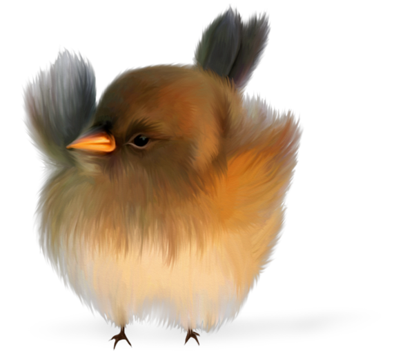 oiseaux-126.png