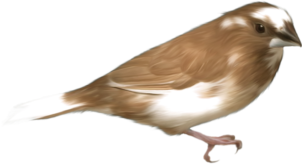 oiseaux-132.png