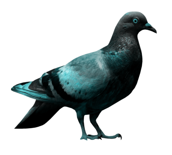 oiseaux-134.png