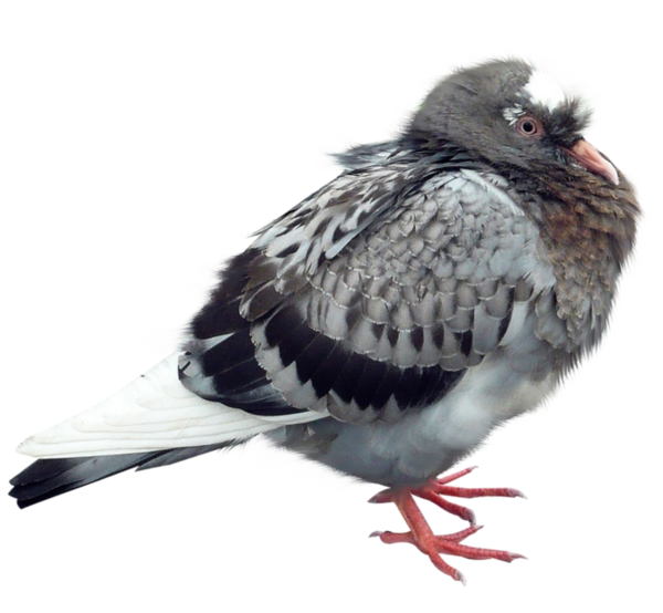 oiseaux-137.png