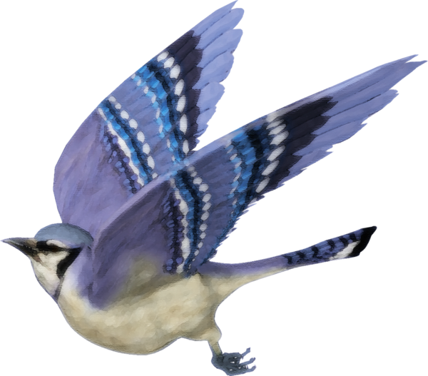 oiseaux-141.png