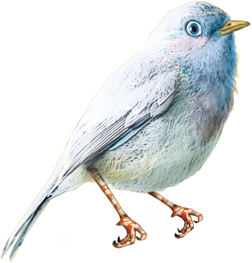 oiseaux-144.png