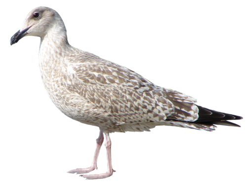 oiseaux-165.png