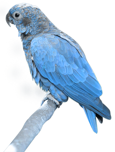 oiseaux-173232324384598589568965896896.png