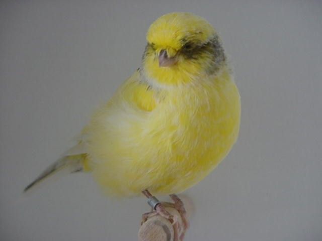 oiseaux-1799889.jpg