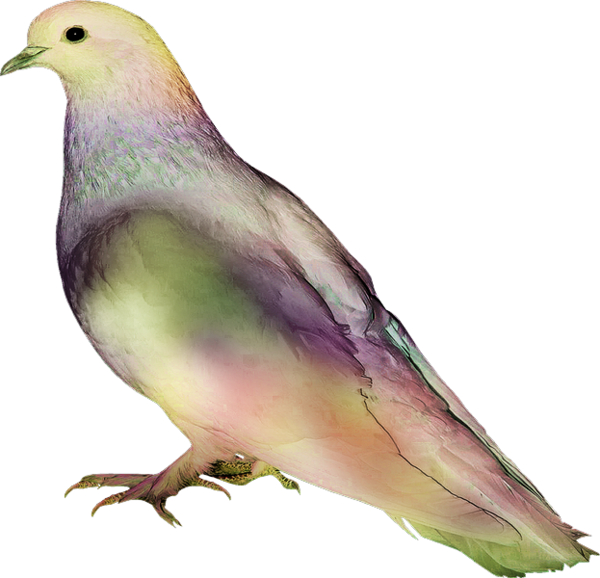 oiseaux-254458954895896965896599567.png