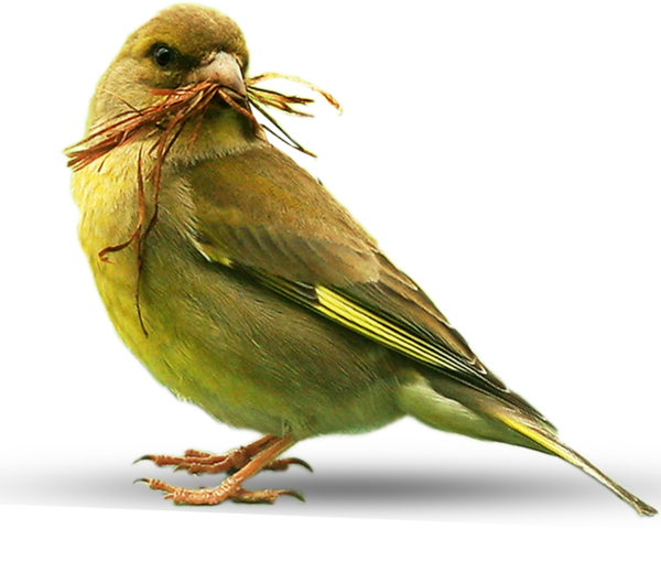 oiseaux-3232332943954959886895689659.png