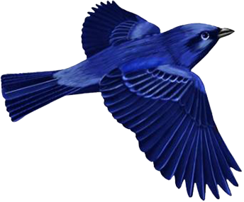 oiseaux-333343949598658689686869659659659.png