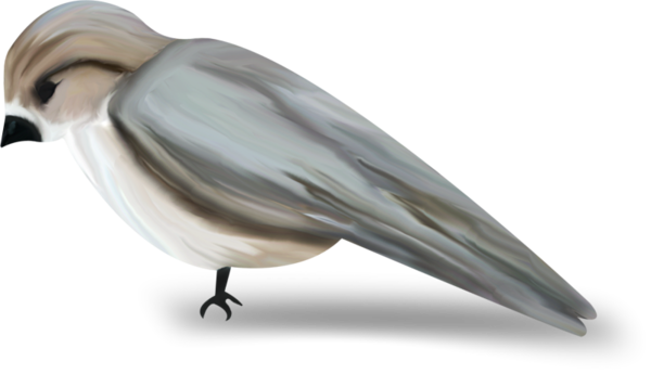 oiseaux-36343494595490590690690696906560.png