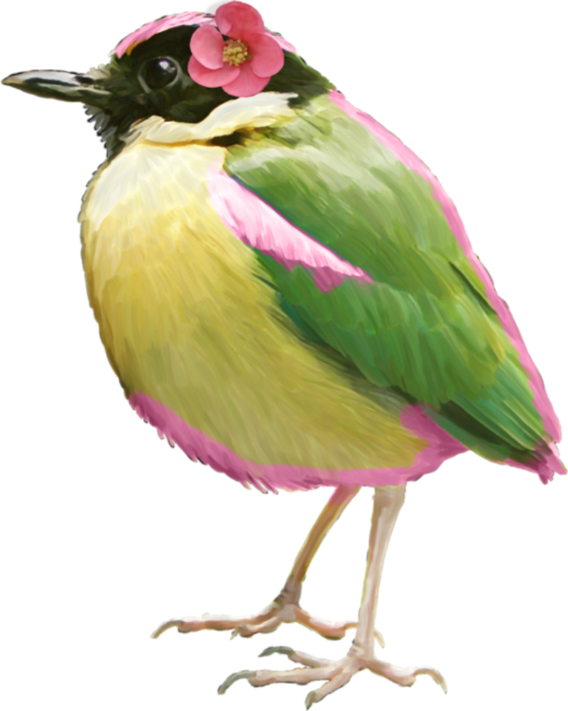 oiseaux-4509096596595945404040054.png