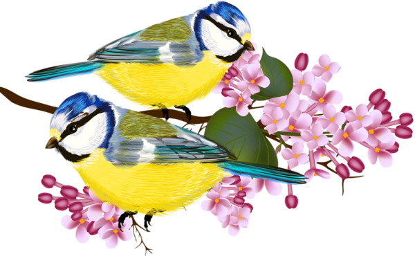 oiseaux-454549954848943834899598866596591.png