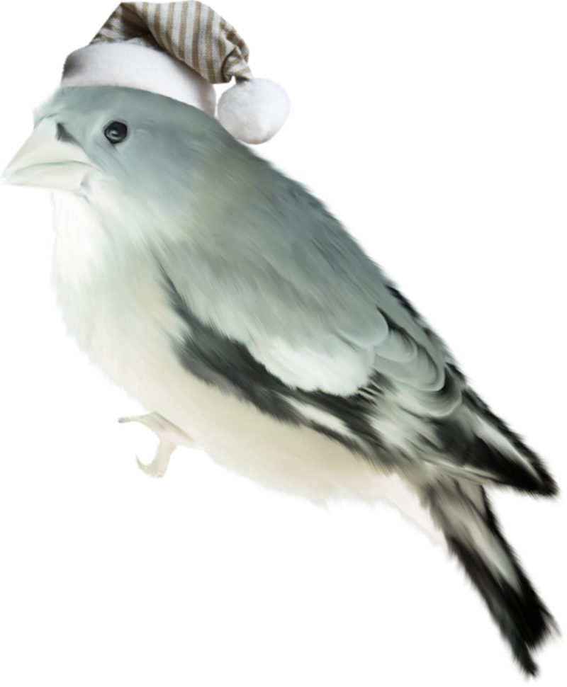 oiseaux-4632233294954985858989558956895.png