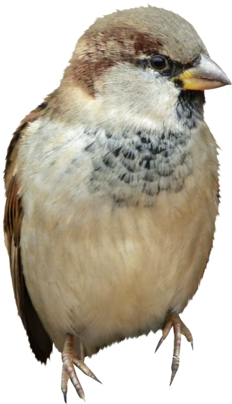 oiseaux-465896586686976997676976906767063.png