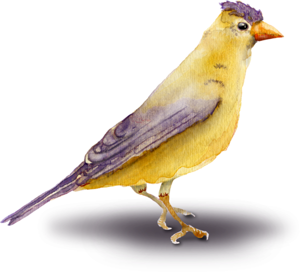 oiseaux-49549569069796060770707709640.png