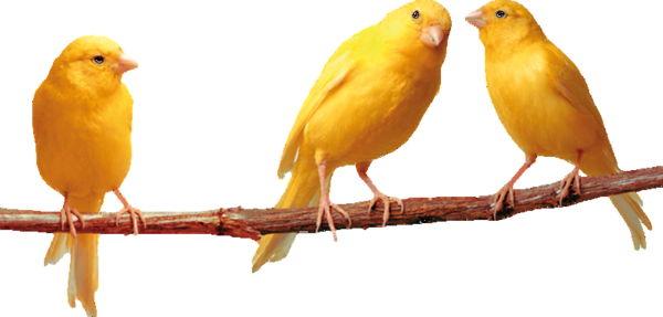 oiseaux-49954954959059660650606502.png