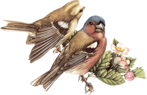 oiseaux-5009959594594959459045904590458.png