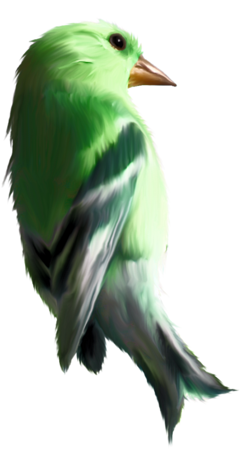 oiseaux-5549490439043903065056060609.png