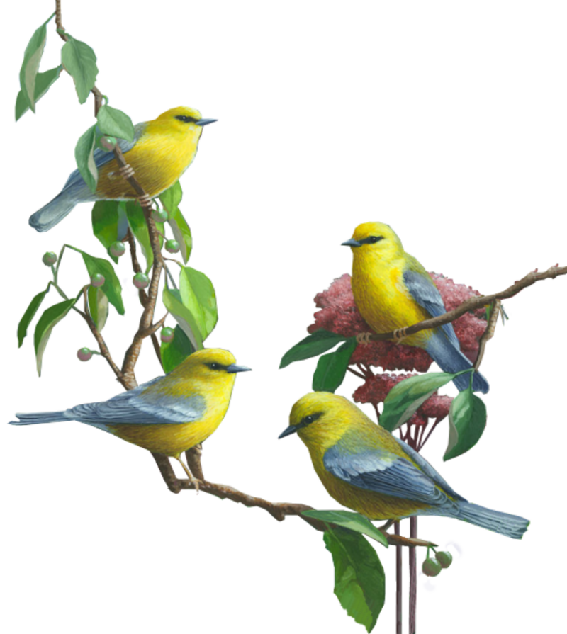 oiseaux-599495494595905690659696691.png