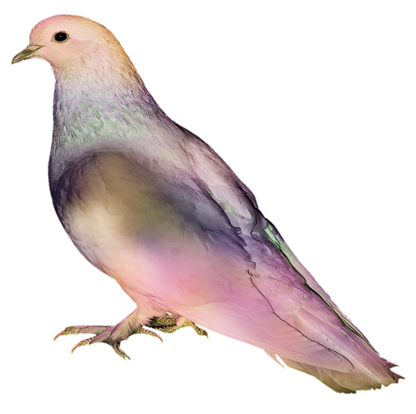 oiseaux-656965965967076076076600707066.png