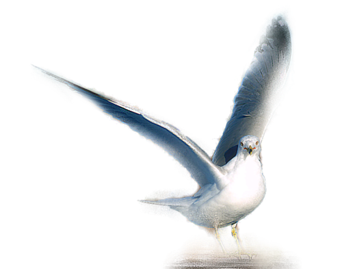 oiseaux-69090909594954094343003031.png